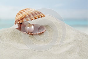 Shell with a pearl