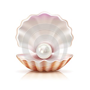 Shell Pearl Realistic Image