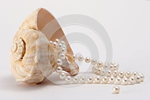 Shell and Pearls