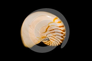 The shell of a pearly nautilus isolated on a black background