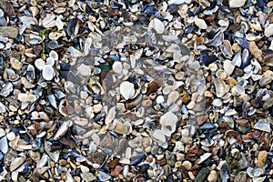 Shell and pebble stone  background, texture