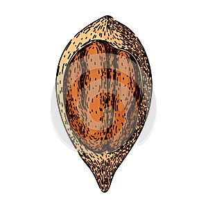 shell pecan nut sketch hand drawn vector