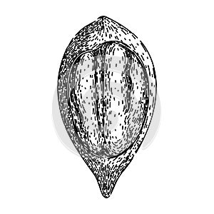 shell pecan nut sketch hand drawn vector