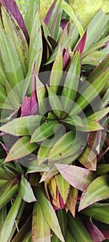 Shell Pineapple Plant & x22;Tradescantia Spathacea, Buton Location, Wakonti Village, Southeast Sulawesi