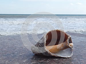 Shell of a rapana Sea shellfish living in the Black Sea