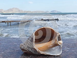 Shell of a rapana Sea shellfish living in the Black Sea