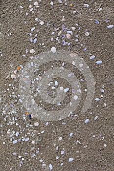 Shell Remains and Small Timbers on the Beach, seen from Above