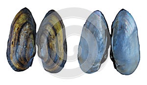 Shell of a river mollusk Unio