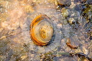 Shell on the river shore