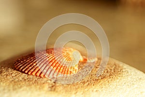 Shell on rock.