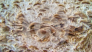 Shell rock and limestone. Close-up texture.