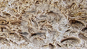 Shell rock and limestone. Close-up texture.