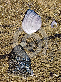 Shell and rock on a sandy beach