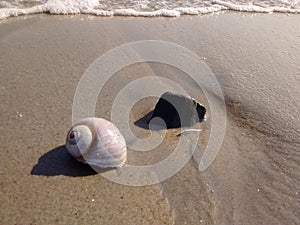 Shell and rock by the sea with a mini wave.