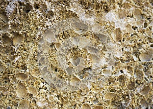 Shell rock texture close up