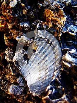 Shell on rocks macro summer background fine art wallpapers