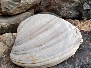Shell on the rocks.