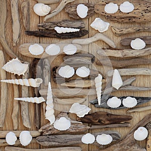 Shell and Rustic Driftwood