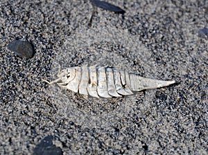 Shell of a Saduria entomon