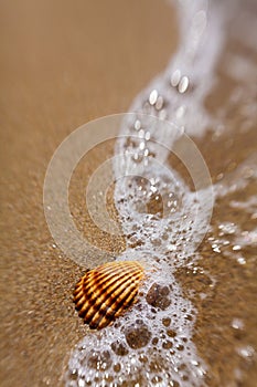 Shell in the sand