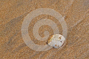 Shell in sand