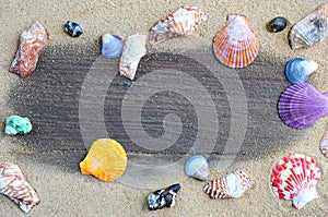 Shell on sand around wood background