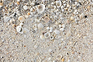 Shell sand background