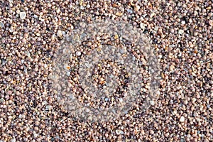 Shell sand background