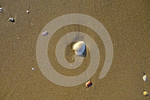 Shell on sand beach