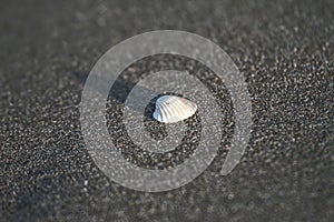 Shell on sand beach in italian tirrenean coastline,Tuscany, Marina di Grosseto, Castiglione Della Pescaia, Italy