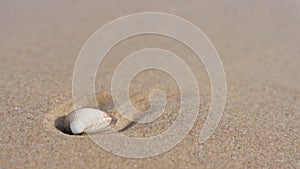 Shell in the sand on the beach of the Polish Baltic coast with copyspace