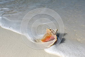 Shell on the sand beach