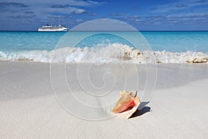 Shell on the sand beach