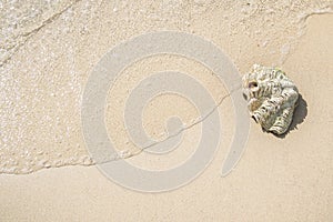 Shell on sand at beach and wave