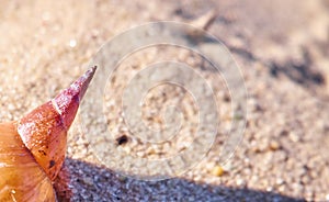 Shell on a sand closeup