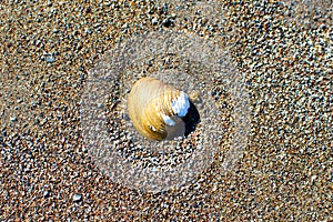 Shell in the sand near a river