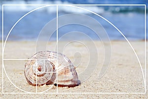 Shell on sand at sea shore.