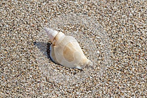 Shell on sand on the summer beach. Sand in the background