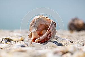 Shell on sand under blue sky