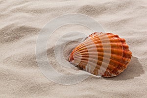 Shell on a sandy beach