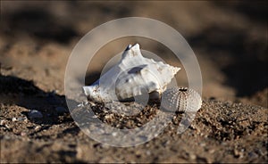 Shell on the sandy beach