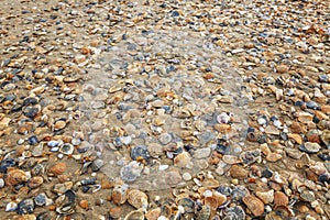 Shell-sandy seashore. Lots of discarded shellfish. Background. Space for text