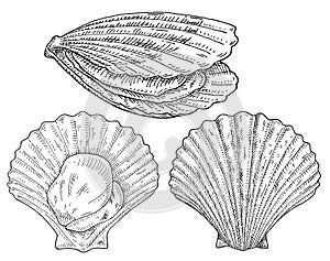 Shell scallop in different angles. Vintage monochrome black illustration isolated on white background