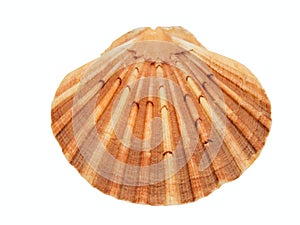 Shell of the scallop (Pecten meridionalis) on white background