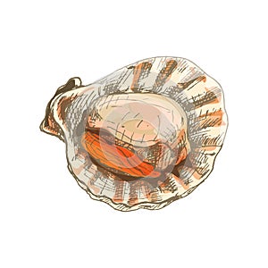 Shell scallop. Vintage hatching color illustration isolated on white background.