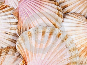 Shell scallops background