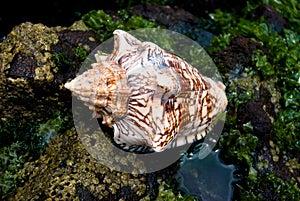 Shell Sea photo