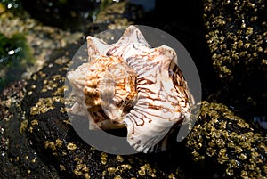Shell Sea photo