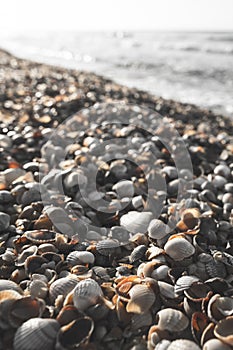 Shell sea coast and discolored sunset