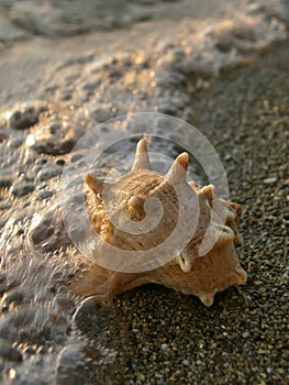 Shell and sea foam